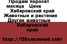 Продам поросят 1,5 месяца › Цена ­ 3 000 - Хабаровский край Животные и растения » Другие животные   . Хабаровский край